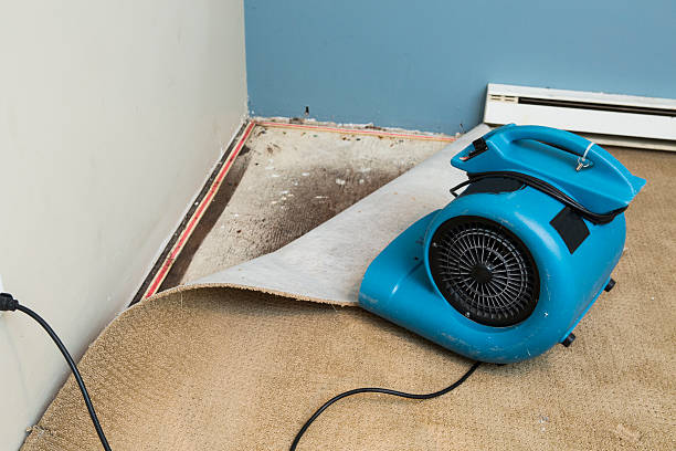Best Basement water damage restoration  in Mustang Ridge, TX